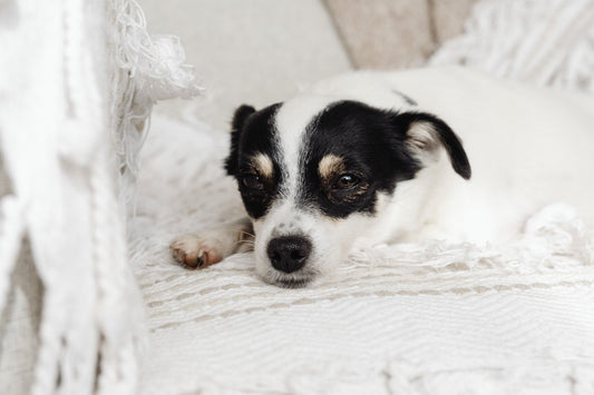 Het Geheime Leven van Uw Hond: Wat Uw Hond Echt Voelt en Denkt